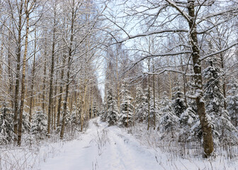 Birch grove on a winter day, trees covered with snow, snowy small spruces, beautiful snow-covered trees in the Latvian winter