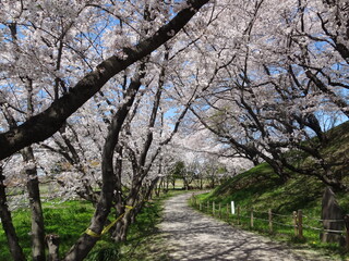 Spring has come with cherry blossom, Sakura, Japan