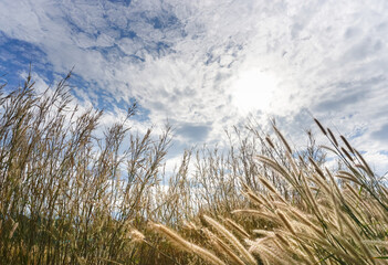 Fototapeta na wymiar Nice flower grass field with clouds sky and sun, Low angle view