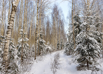 Birch grove on a winter day, trees covered with snow, snowy small spruces, beautiful snow-covered trees in the Latvian winter