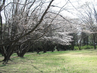 Spring has come with cherry blossom, Sakura, Japan