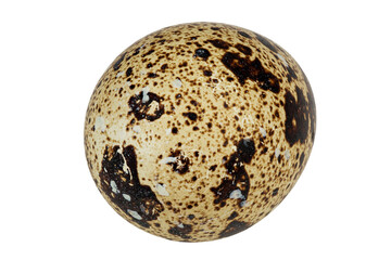 Quail egg on a white background.