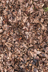 Texture of a ground, filled with brown leafs - vertical