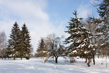 Suburbs of Grodno. Belarus. Winter landscape. Morning park. Snow-covered trees, blue bright sky.