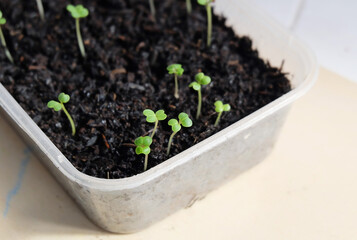 Seedling process of mustard green or Choy Sum vegetable. 
