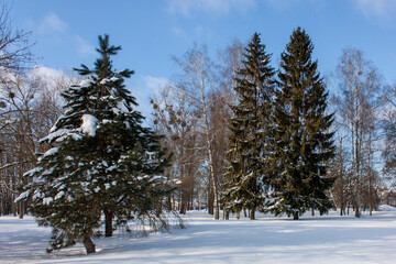 Suburbs of Grodno. Belarus. Winter landscape. Morning park. Tall spruce trees in the snow, blue bright sky, ski tracks in the snow.