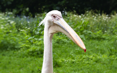 Close up of a large, beautiful Pelican bird in St James's Park, London, England, United Kingdom.