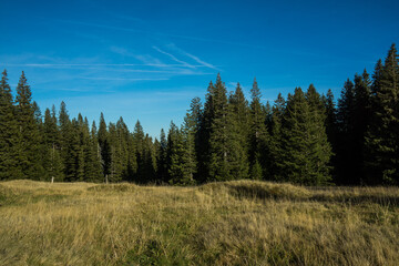 alp meadow on hill with forest
