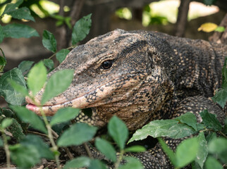 Water monitor (Varanus salvator), large lizard in Lumphini Park, Bangkok, Thailand.