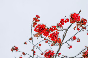 Red mountain ash berries covered in snow
