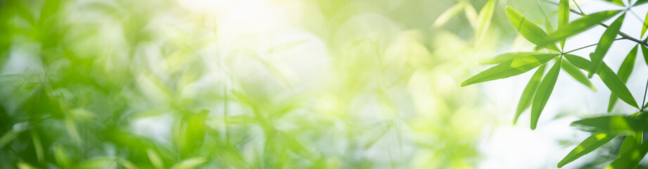 Nature of green leaf in garden at summer. Natural green leaves plants using as spring background cover page greenery environment ecology wallpaper