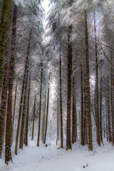 winter forest in the snow