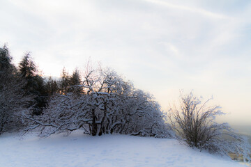 winter landscape with snow and trees