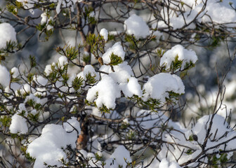 cold weather, perfect snow conditions, small bog pines under the snow, winter wonderland in the bog, powdery snow covers the bog plants