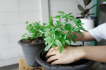 Planting basil, or Ocimum basilicum, with both hands, of female, 25 to 30 years old, grasping the roots of the dietary fiber in the soil, preparing it in a black pot, for breeding, propagate.