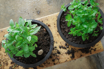 peppermint, or Melissa officinalis, and thyme or Ocimum basilicum are grounded and planted in a pot, placed on a wooden table, taken from natural light. , Top corner, close-up, with empty space.