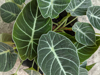 Alocasia leaves, close-up on alocasia reginula black velvet plants