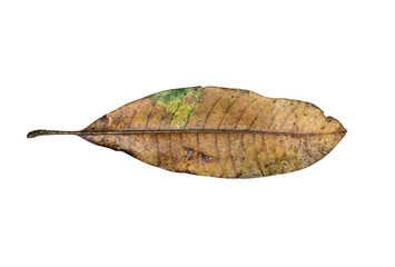 Manalagi mango leaf isolated on white background, brown leaf from south east asia