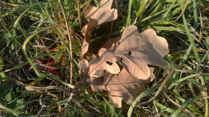 Oak leaves