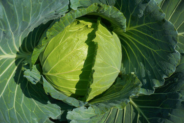 Close up top view of Cabbage in the garden.