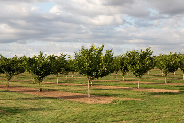 Obraz premium A View Across the Rows of a Hazelnut Tree Orchard in the Early Spring, Surrounded by Grassy Fields with Rich Soil Under a Pale Blue Sky – Willamette Valley, Oregon