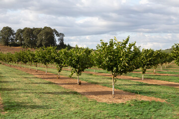 A View Down a Row of a Hazelnut Tree Orchard in the Early Spring, Surrounded by Grassy Fields with...