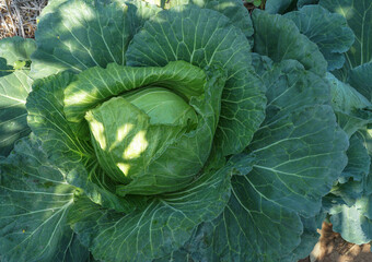Close up top view of Cabbage in the garden.
