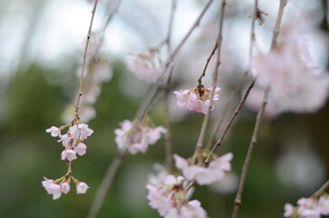 金仙寺のしだれ桜　クローズアップ