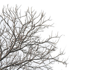 Fototapeta na wymiar Branch of tree isolated white background