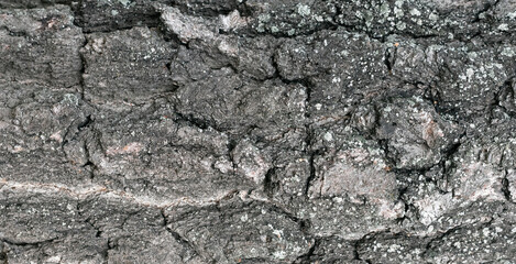 Obraz premium The texture of the tree bark closeup