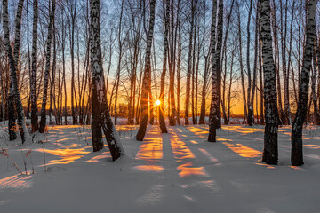 Coucher de soleil ou lever de soleil dans un bosquet de bouleaux d& 39 hiver avec de la neige sur terre. Rangées de troncs de bouleau avec les rayons du soleil passant à travers les arbres