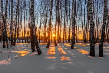 Outdoor-Kissen Sonnenuntergang oder Sonnenaufgang in einem Winterbirkenhain mit Schnee auf der Erde. Reihen von Birkenstämmen mit den Sonnenstrahlen, die durch die Bäume gehen © Yaroslav