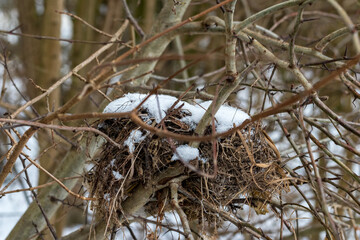 Vogelnest im Winter