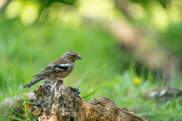Green and yellow songbird, Detailed Greenfinch standing on a old tree trunk. In the background grass and a branches