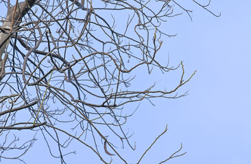 Branch of tree isolated white background