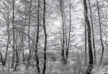 frozen grove after a snowfall on a winter cloudy day. Trees and branches covered with frost and ice.