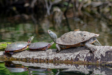 Turtles warming under the sun by the lake