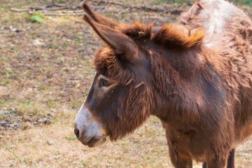 Fototapeta premium Portrait eines Esels