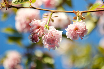 Bright colorful spring pink sakura flowers. Cherry blossoms on sunny day on blue sky background. Beauty of nature. Spring, youth, growth concept.
