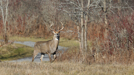 White tail Buck