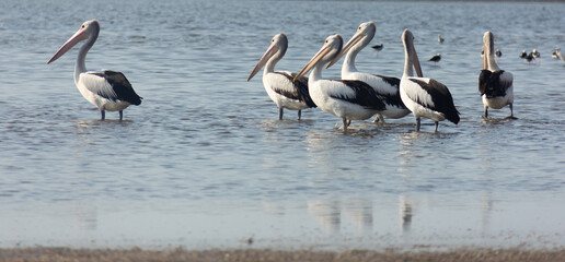 Pelican birds were at outdoors area in Tacitolu Timor Leste