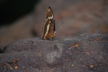 single butterfly sitting on a rock