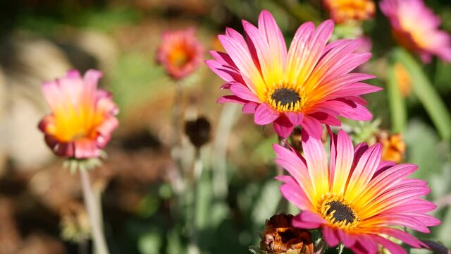 Daisy or marguerite colorful flowers, California USA. Aster or cape marigold multicolor purple violet bloom. Home gardening, american decorative ornamental houseplant, natural botanical atmosphere.