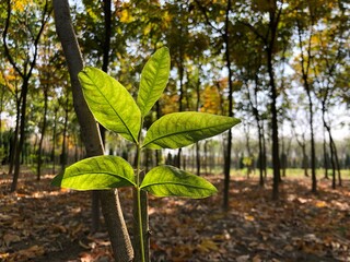 Five leaves in the forest