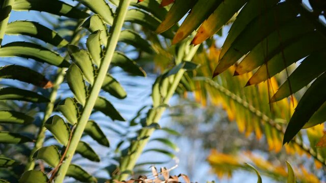 Cycad fern leaves in forest, California USA. Green fresh juicy natural botanical leafage. Encephalartos or zamiaceae dioon palm lush foliage. Tropical jungle rainforest woods atmosphere garden design.
