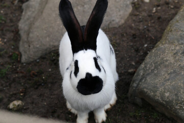 Cute black and white colored rabbit with some black dots and black parts. Adorable and fluffy pet...