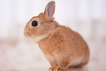 ネザーランドドワーフ