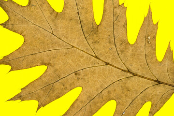 Autumn Dry Oak Leaf Isolated on Yellow Background