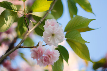Bright colorful spring pink sakura flowers. Cherry blossoms on sunny day on blue sky background. Beauty of nature. Spring, youth, growth concept.
