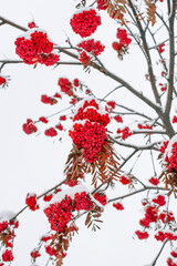 Red mountain ash berries covered in snow